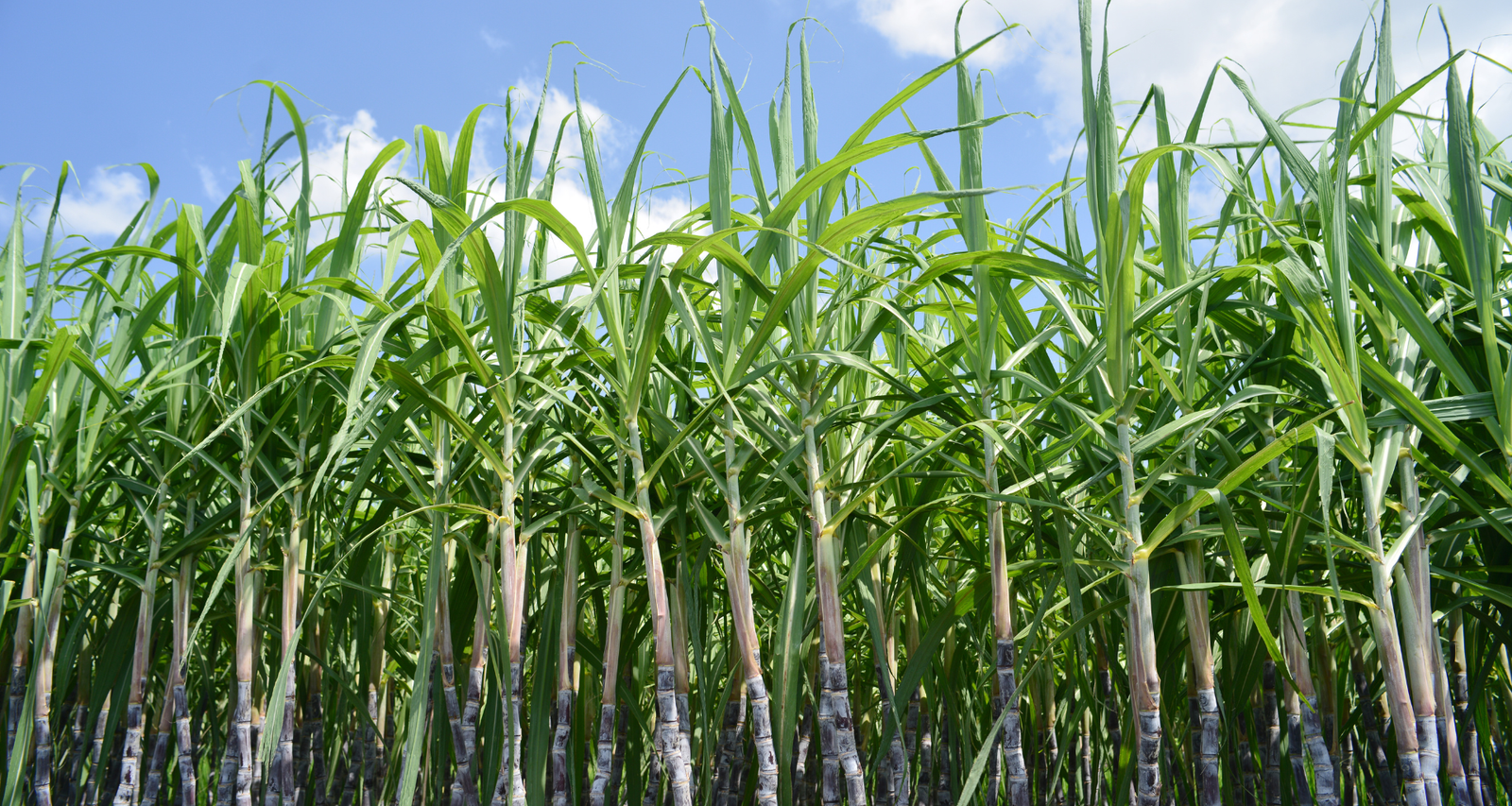 Controle de Plantadoras de Cana_ Como os Sensores de Rotação Garantem a Eficiência no Plantio